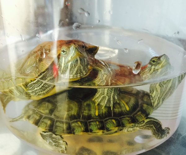 Terrapins